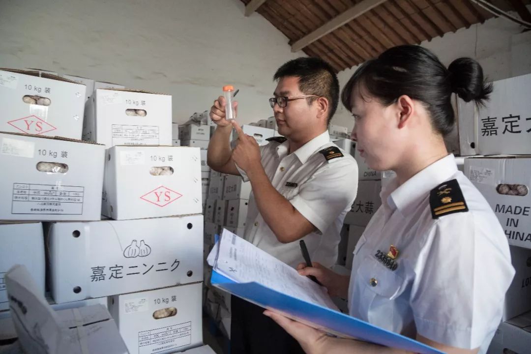 南通海关助力海门大蒜种子出口日本