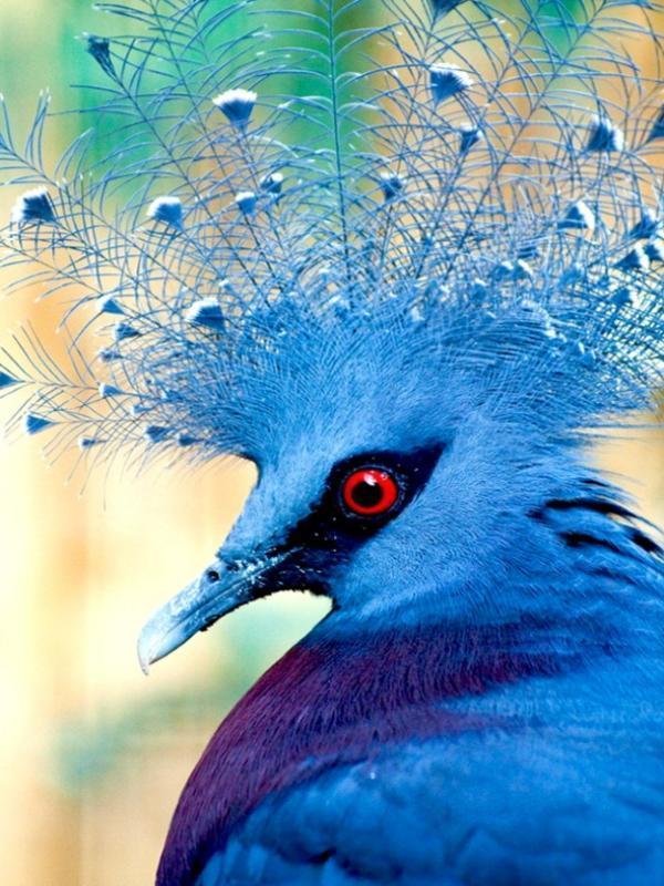 它身披灰蓝色羽毛,在胸前戴着红褐色领巾,头戴蓝白巨大扇形头冠,而