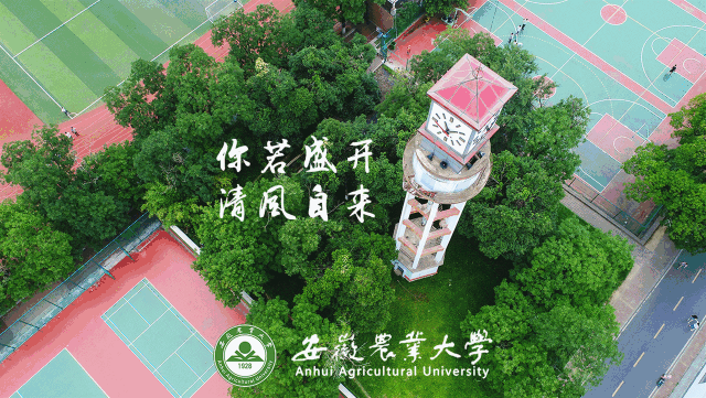 相遇61安农最美安农期待最美的你