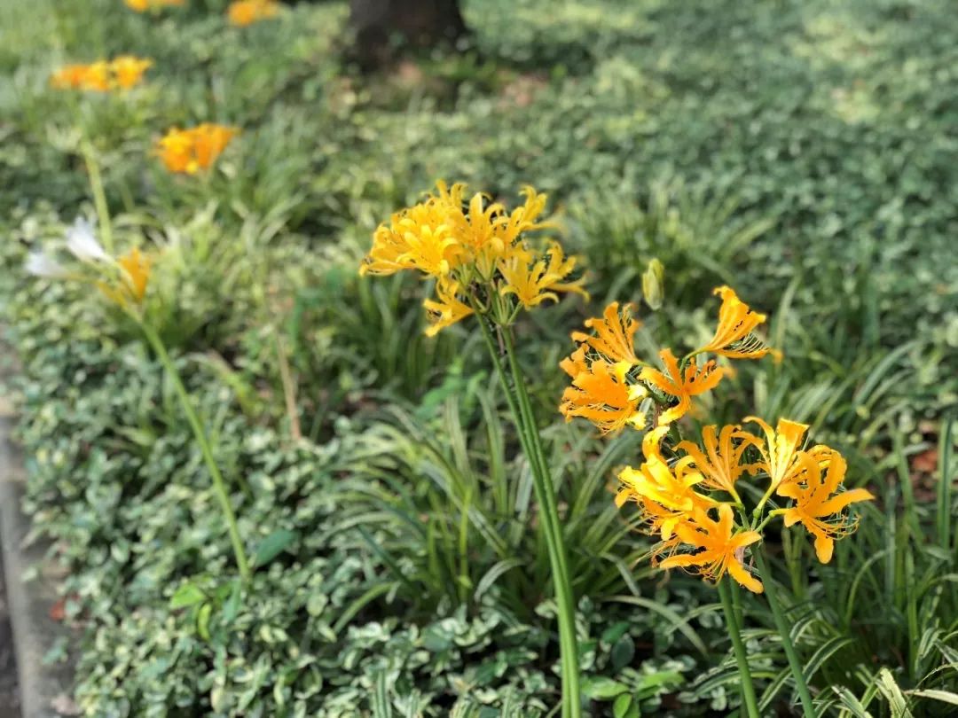 花开灿烂如笑脸,夏日里的忽地笑