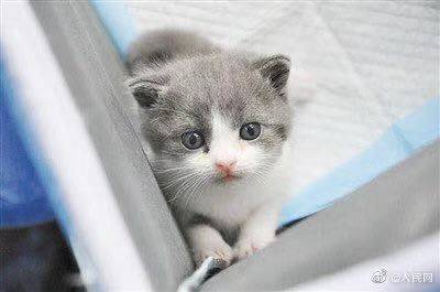 猫咪怎么看出要生产了 163a67b81ea24fc6a3d1bc1e1fdc66a4.jpeg