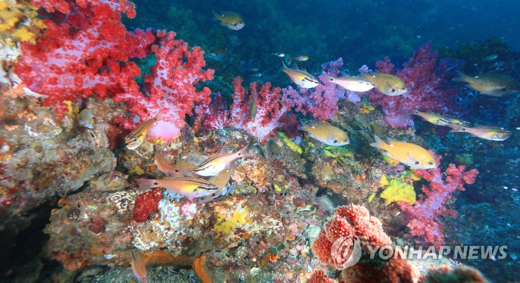 韩济州西归浦文岛海底"这有全球最大软珊瑚群"