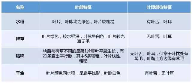 稗草,稻稗,千金是水稻田发生普遍且危害较重的禾本科杂草,严重危害