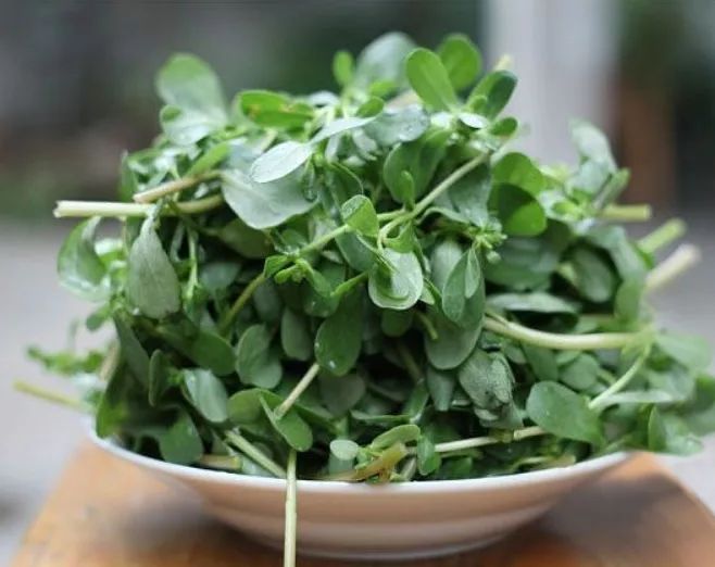 婆婆丁野菜有什么功效 212c63992a6d4c9ebb54ac9660f3e2be.jpeg