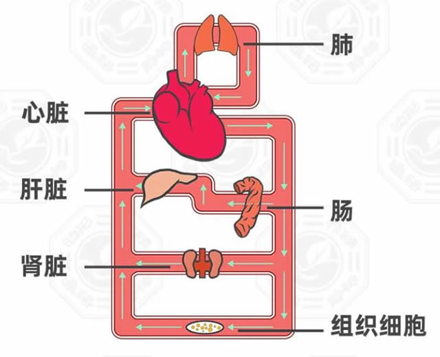 这个工厂就是人体的 血液循环系统