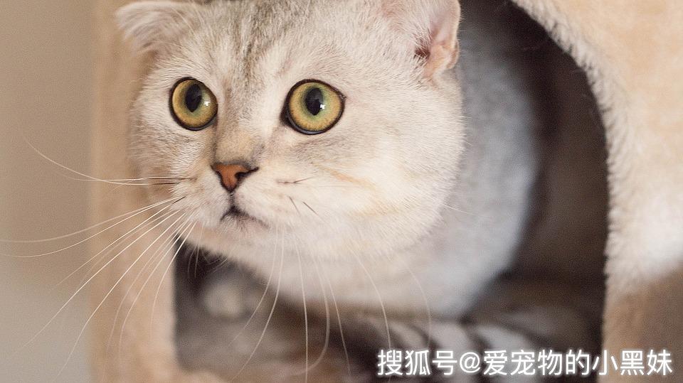 费洛蒙是什么?在猫身上真有那么神奇的作用?
