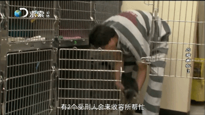 把濒死的流浪猫送进监狱让囚犯照顾，后果会怎样？