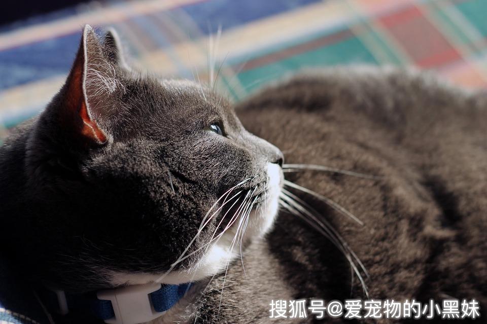 费洛蒙是什么?在猫身上真有那么神奇的作用?