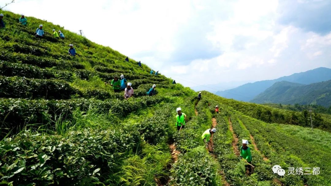 记者来到都江镇新合村铜马山有机茶园基地,在阳光的照射下茶叶显得