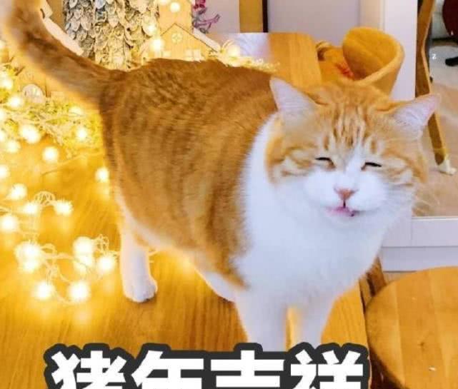 来一波橘猫表情包,但是为什么都是跟猪有关系的?网友