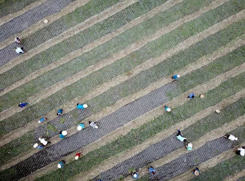 贵州榕江亚新体育：香葱种植让民走上致富路(图1)