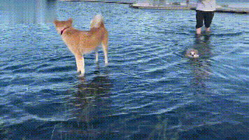 柴犬站湖裡只是沒過了腳跟，柯基的腳卻挨不著底只能遊泳，好尷尬 寵物 第2張