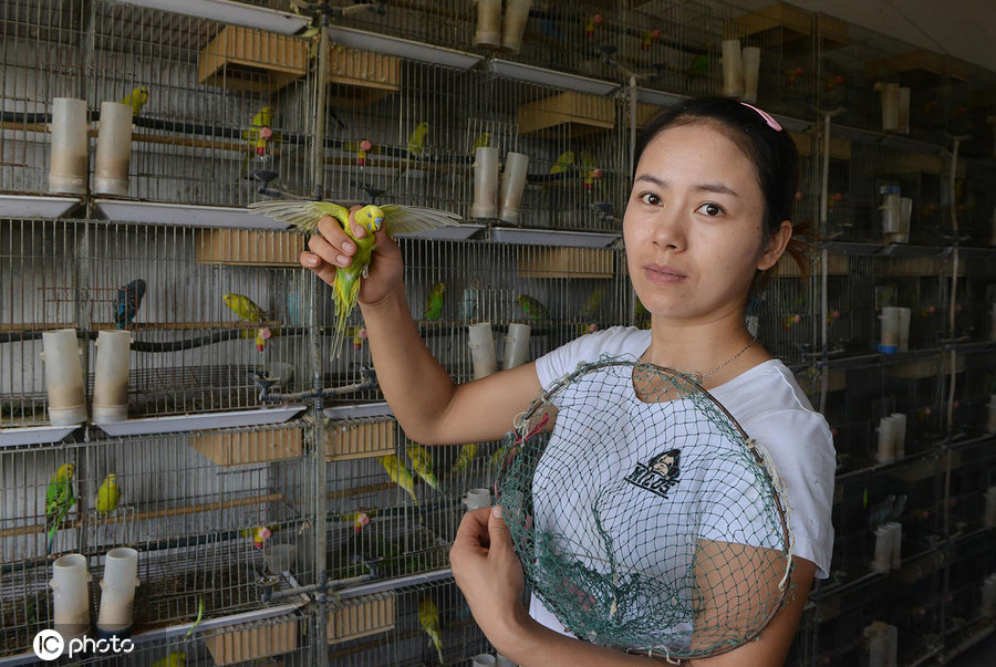 美女靠養鸚鵡致富每年出籠10萬對  有時比養二哈還鬧心 寵物 第3張