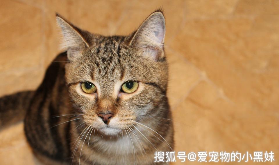 费洛蒙是什么?在猫身上真有那么神奇的作用?