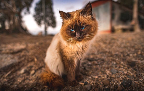 猫瘟和肠胃炎最明显的区别