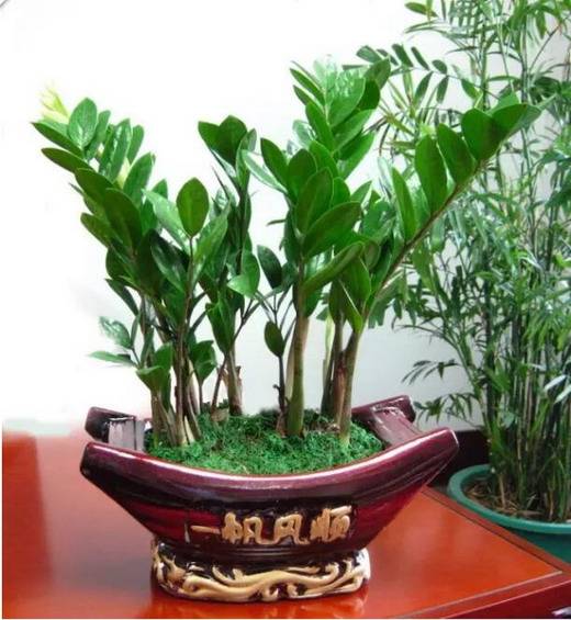 这些风水植物放家中,钱财滚滚挡不住!