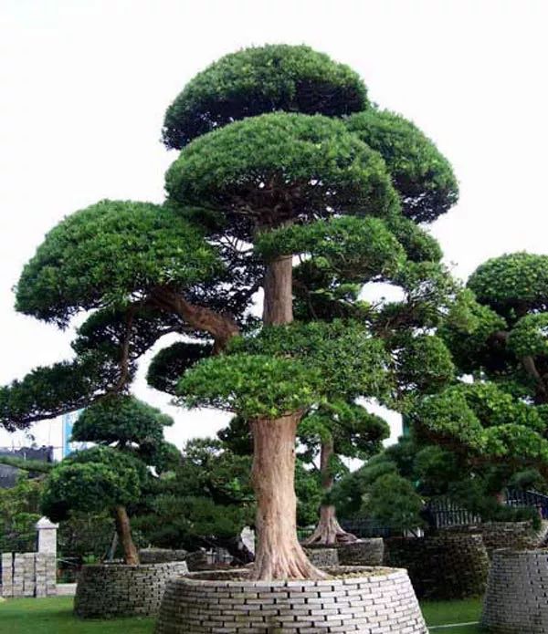 很高的树是什么品种 5823e6c0676a421eaad2f9502cf6584c.jpeg