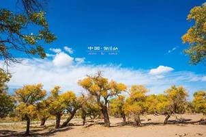 金色秋天适合拍什么 64837f92bb2441e397ad37ce3513e50f.jpeg