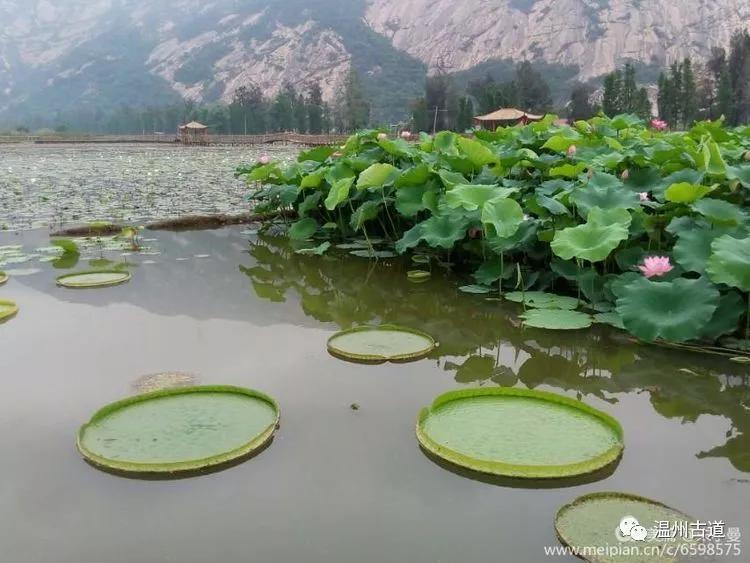 荷葵相伴亭亭玉立清清莲池,雨中观荷,亲水栈道,莲香四溢,走在九曲栈桥