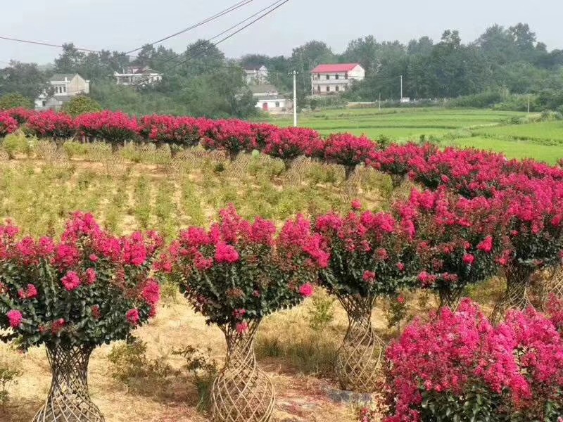 紫薇花瓶及骨架欣赏