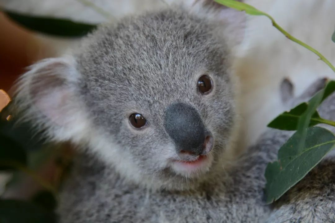 全澳最萌考拉宝宝个性十足还会wink遇见aussie