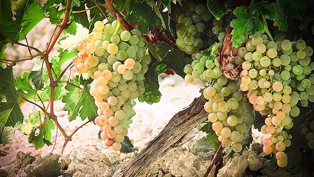 你必须了解的西班牙最IN白葡萄品种!