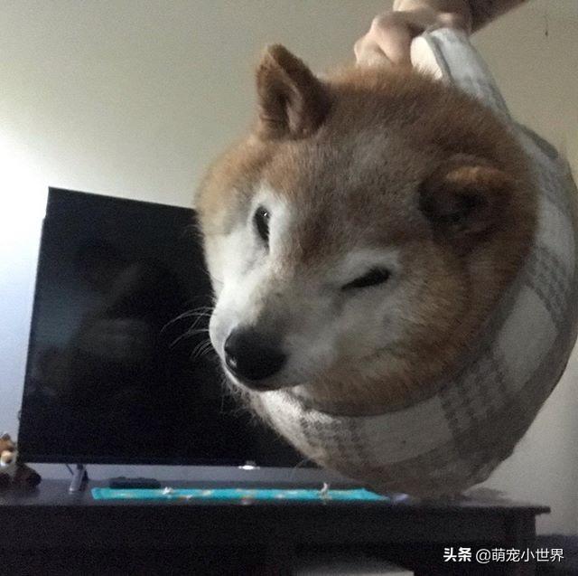▼还是可以兴奋到模糊～真是个性情直率的狗狗阿!