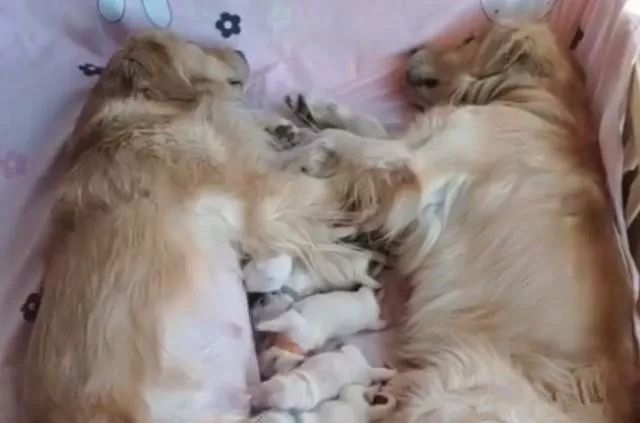 怎么看小狗有没有生完孩子 b6b6e916884e446e9b62c24d3162fcd0.jpeg