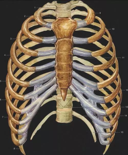 肋骨,胸椎,胸廓参与呼吸时活动的实质是它们进行相互协调有序的运动