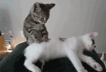 b8248e3fde5b44958ef5ff88702fa795.gif