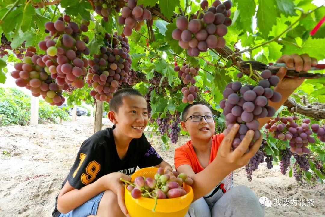 张掖5万多亩葡萄成熟了