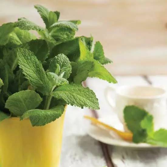 龟背竹水培还是土培 c0d7851cf579423cb53dcbe0fefa49b8.jpeg