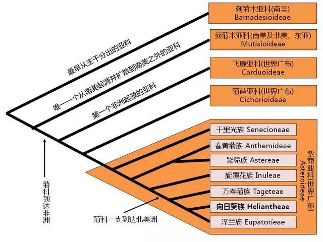 放下那把瓜子！向日葵背后是个悲伤的故事