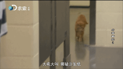 把濒死的流浪猫送进监狱让囚犯照顾，后果会怎样？