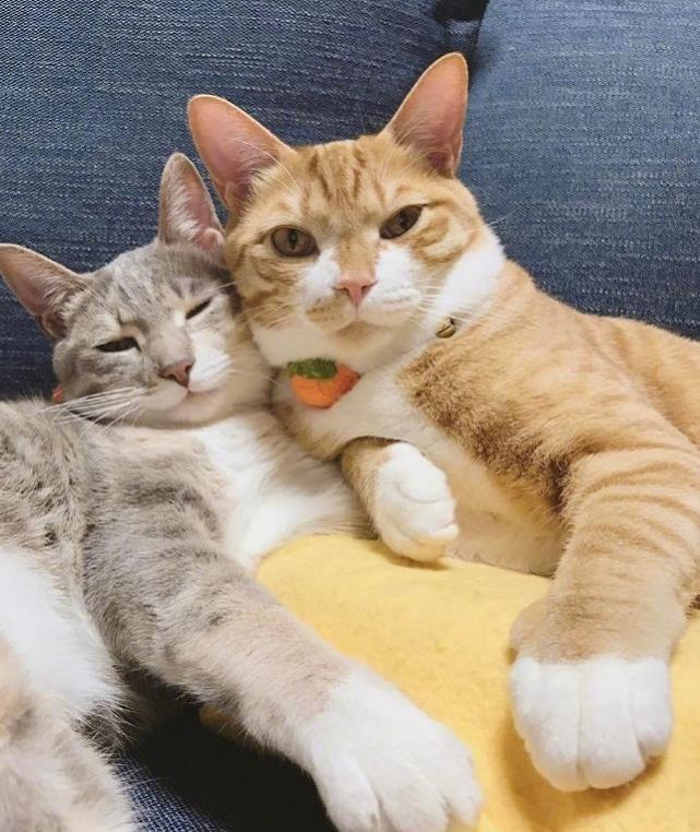 养两只猫咪在家是什么感受?网友:每天都是大型恩爱现场!