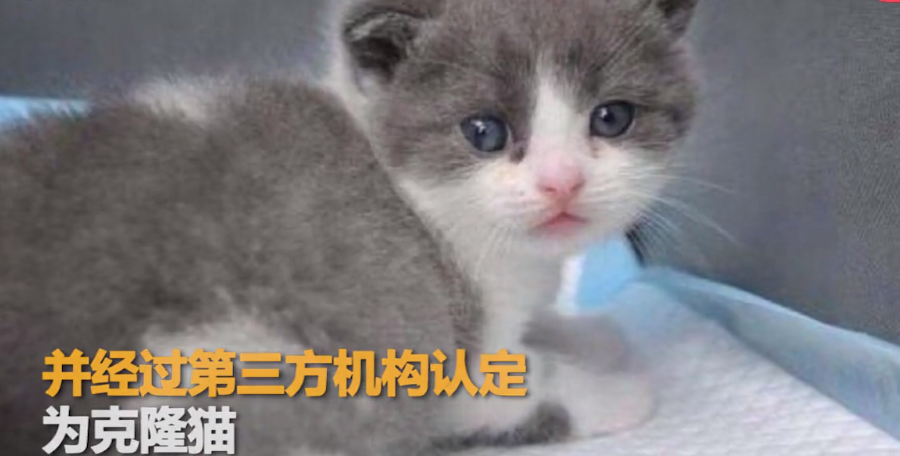 d7bef1b39be746f9874f8a58e559a2ee.png
