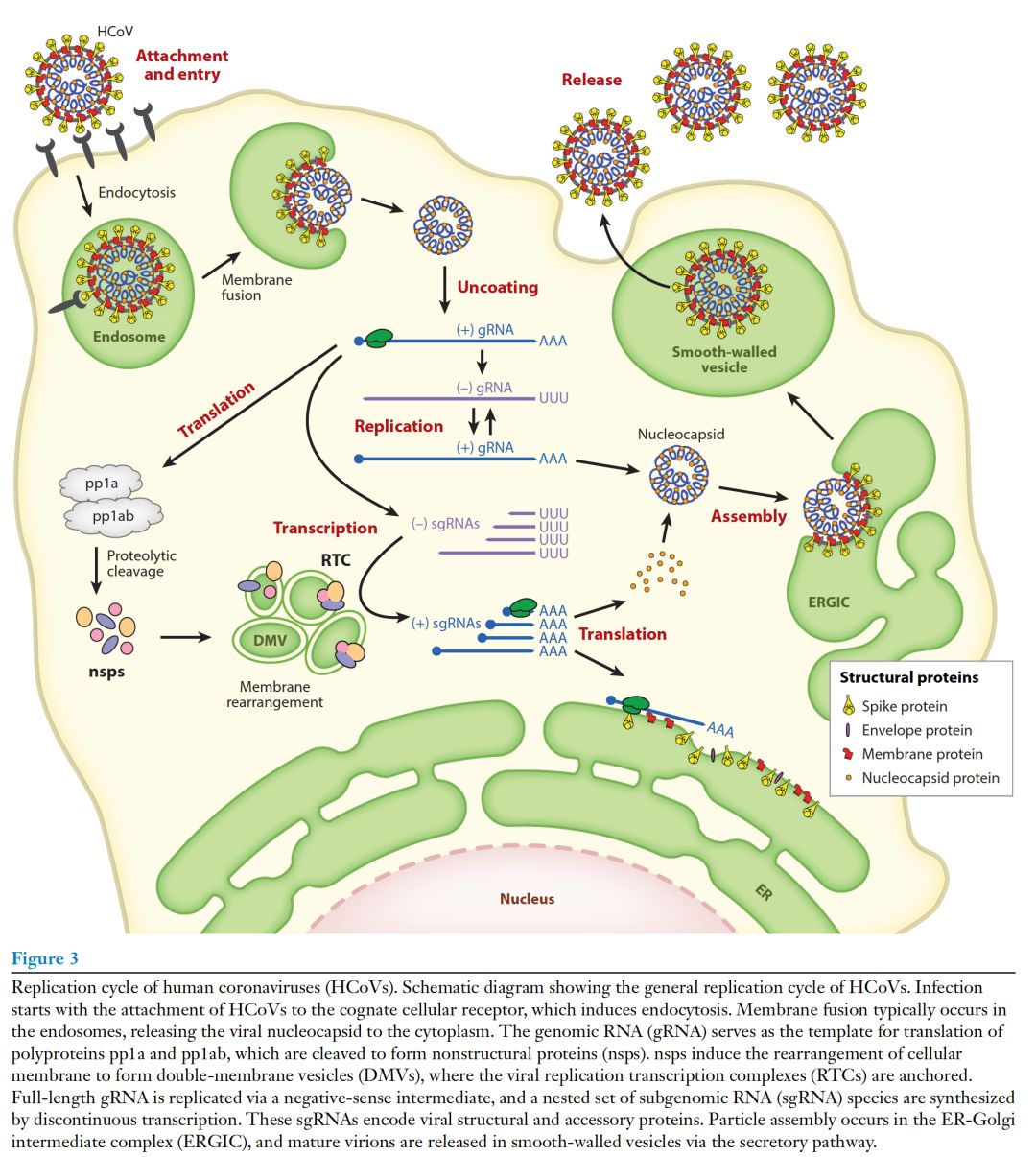 综述annualreviewofmicrobiology人冠状病毒的宿主病原体相互作用