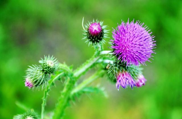 花山花简谱_山花花海照片大全(3)