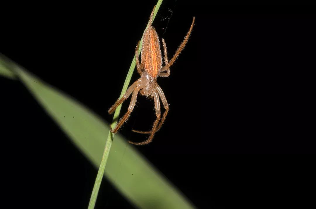 游猎型蜘蛛,不结网星豹蛛(pardosa astrigera)稻田中常见的益农生物是