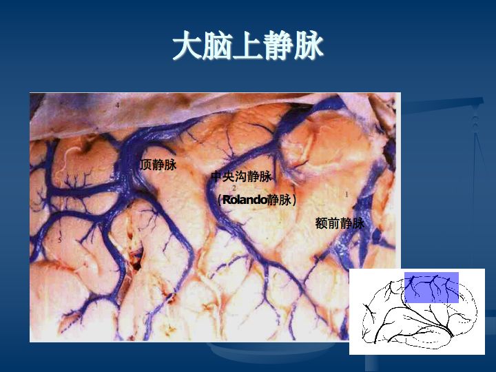 神经解剖:脑血管之动脉系和静脉系(全227页)