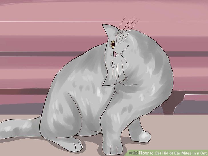 猫耳朵里又脏又油还发炎?猫咪不停甩头,挠耳朵