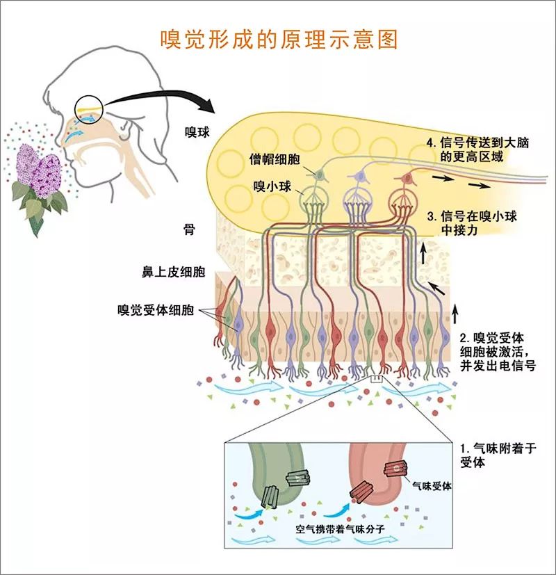 嗅觉排名_十大嗅觉猎犬排名