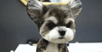 0f0d32a5e1d24c9da9d4b08a5a9906fc.gif