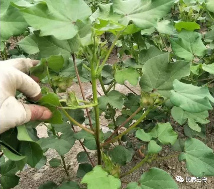 在棉花种植过程中,有时在棉花处于幼苗时,我们经常看到,棉花幼苗出现