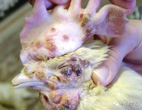 鸡常见疾病的防治——禽痘