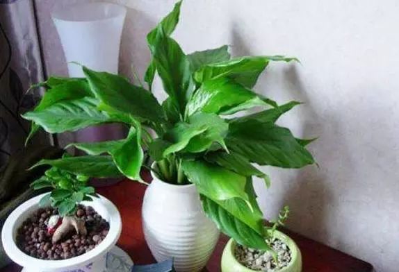 这5种花草有 毒 ,倒贴钱也不能养在室内,会损害风水财运