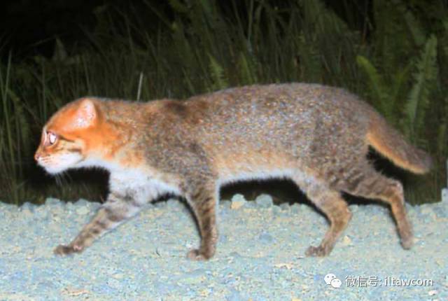 动物世界中的"野猫" 23种