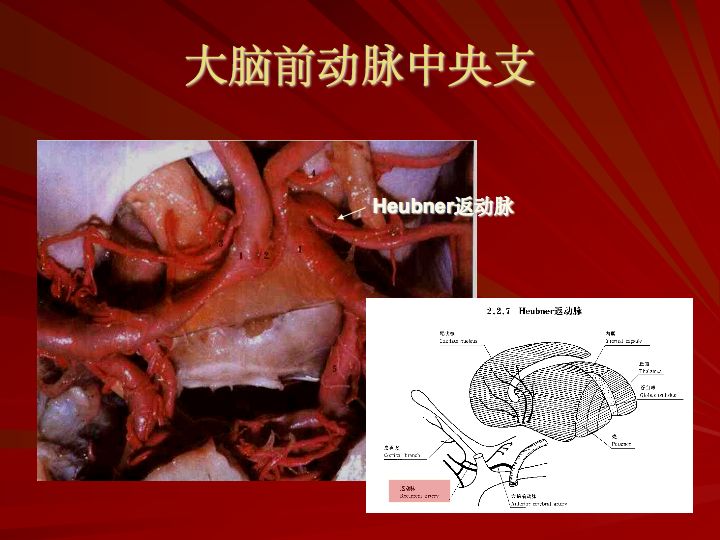 神经解剖:脑血管之动脉系和静脉系(全227页)