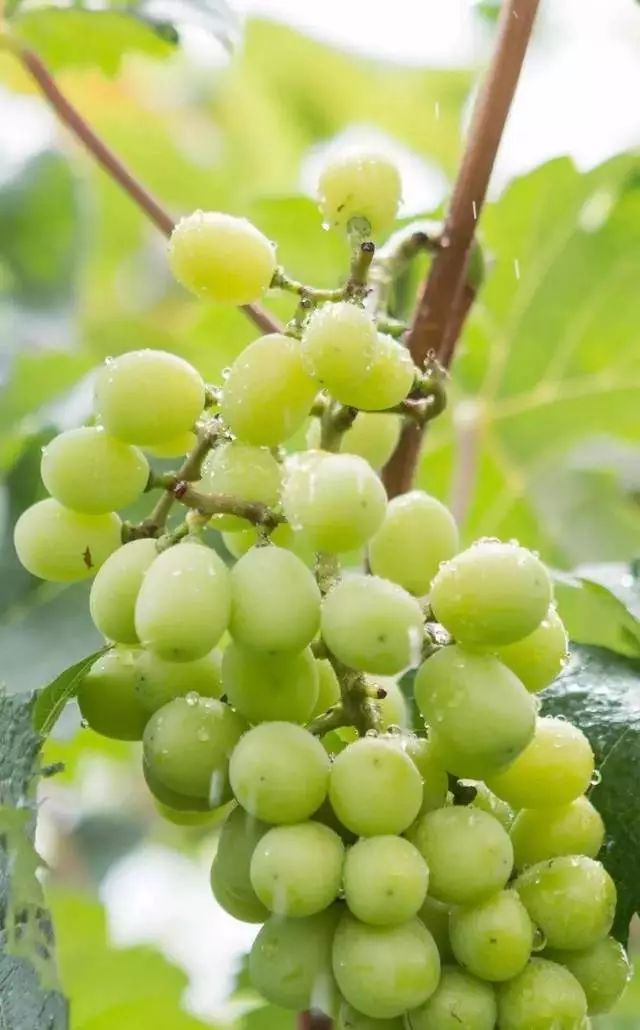 阳光玫瑰葡萄为什么这么甜啊 17df2dd85ee14b2a8bce6d7c0f1902ce.jpeg