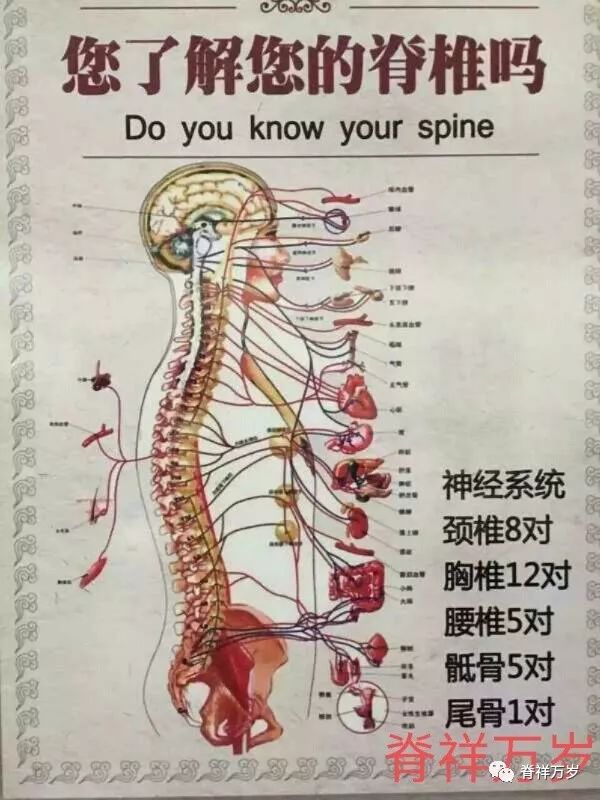 脊柱对应部位及病症